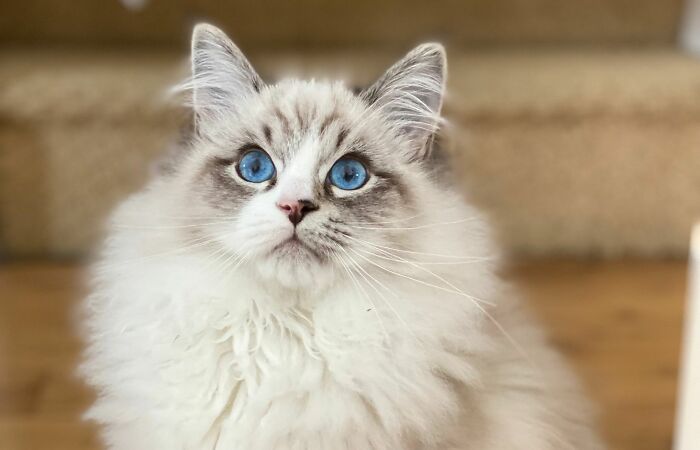 Hey Pandas, Show Us Your Blue-Eyed Cat (Closed)