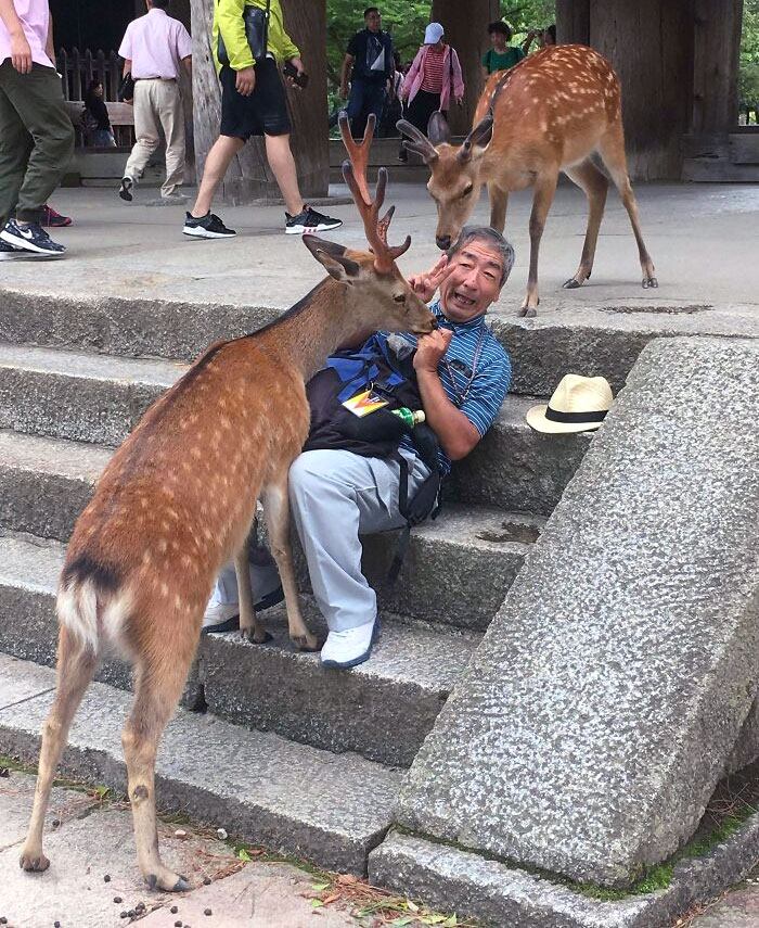 Captured A Picture Today Of This Man Trying In Vain To Yield To A Deer In Nara, Japan