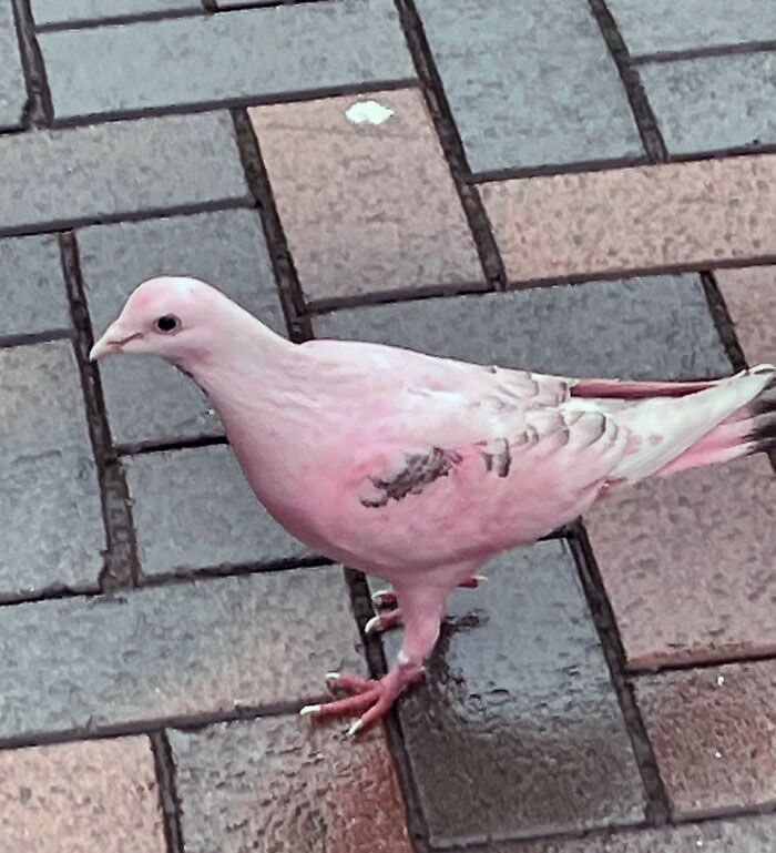 Pink Pigeon On A UK High Street