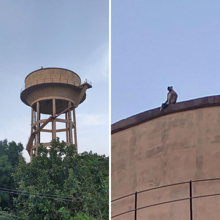 This Monkey At The Top Of A Water Tank