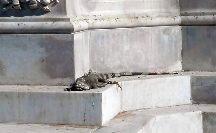 This Iguana Chilling In Seminario Park, Guayaquil (Ecuador)