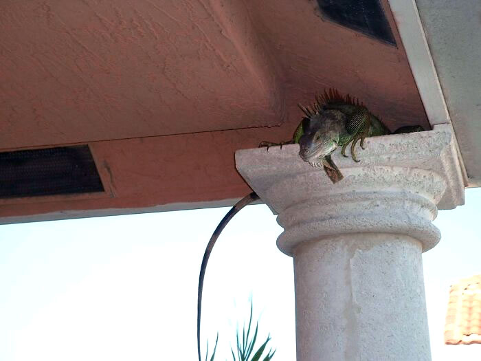 This Iguana Waiting To Pounce On Me Outside My Door, Boca Raton. FL