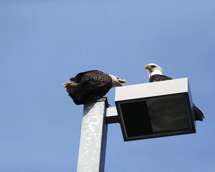 Another One From Our Trip Up To Kodiak. First Time Taking Photos Of Bald Eagles. The Alaskan "Pigeon"