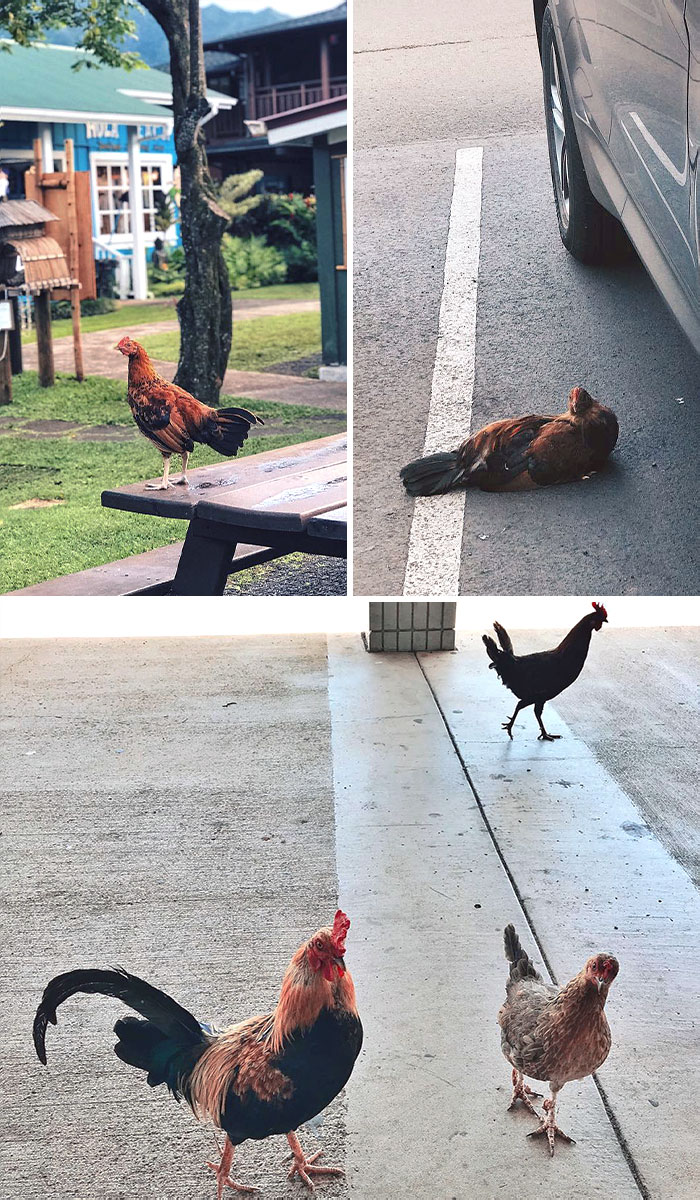 Wild Chickens Are Everywhere In Kauai. They Were Already Around Even When We Just Landed In The Airport