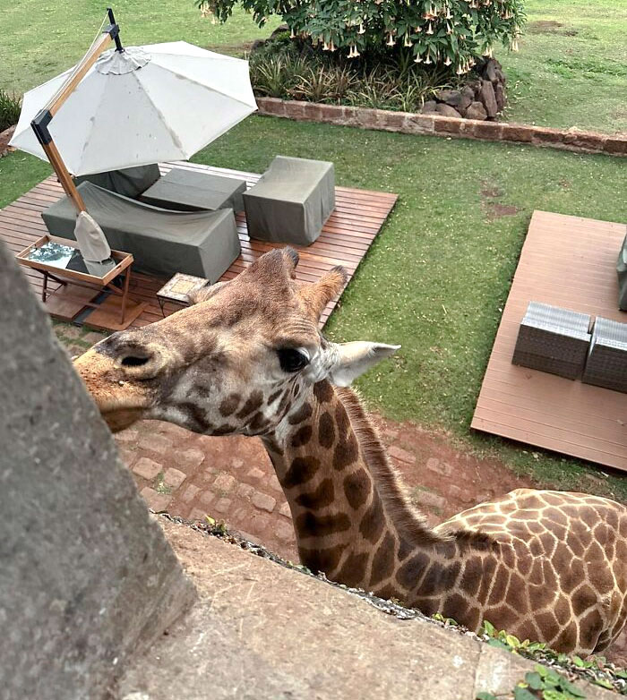 In The Giraffe Manor, Jock's Room, Kenya. There Are Rooms Where The Giraffes Are Fed. The Giraffes Come Early In The Morning To Get Treats. It's Definitely A Great Experience