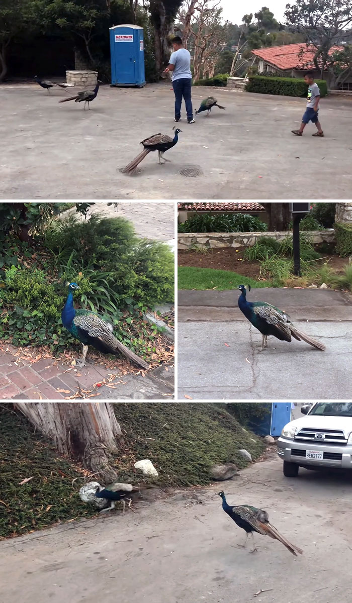 Peacocks Of Palos Verdes, California