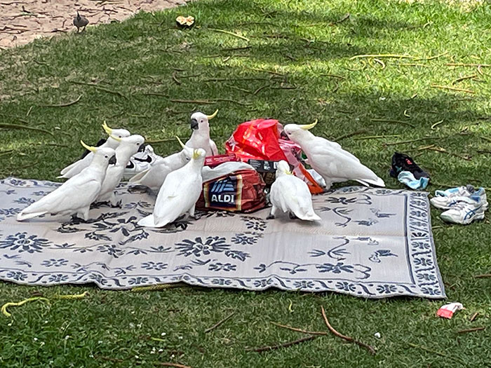 Never Leave Your Picnic Unattended In Australia