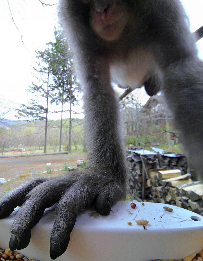 A Monkey At The Bird Feeder