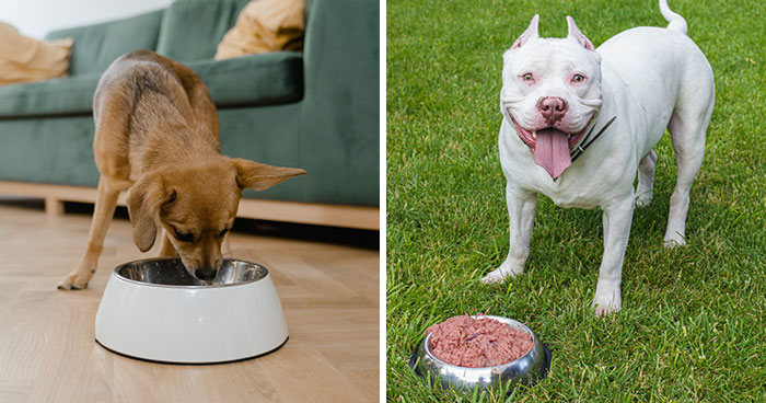 Can Dogs Get Bored of Eating the Same Food Every Day?