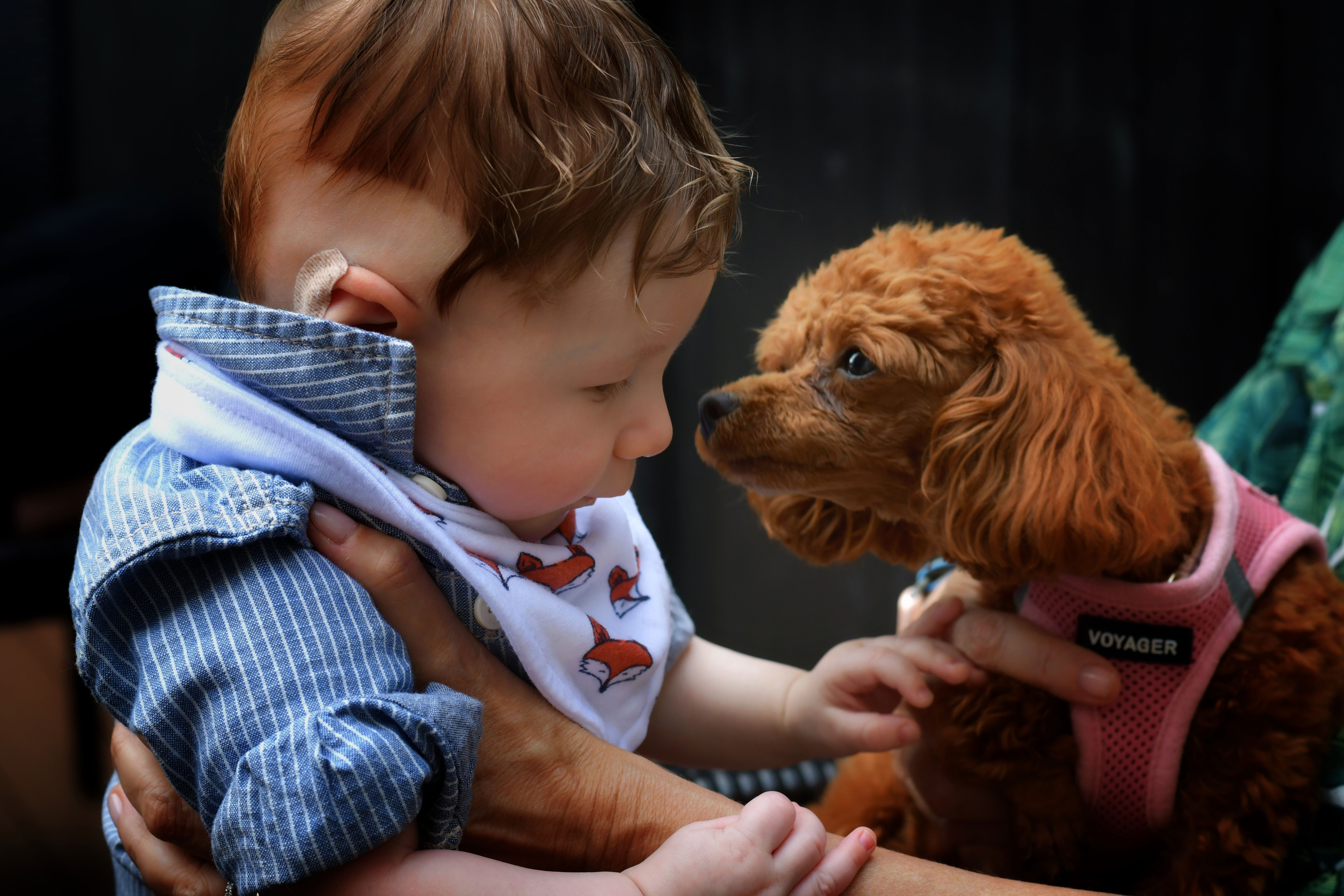 A toy poodle sniffing a newborn baby