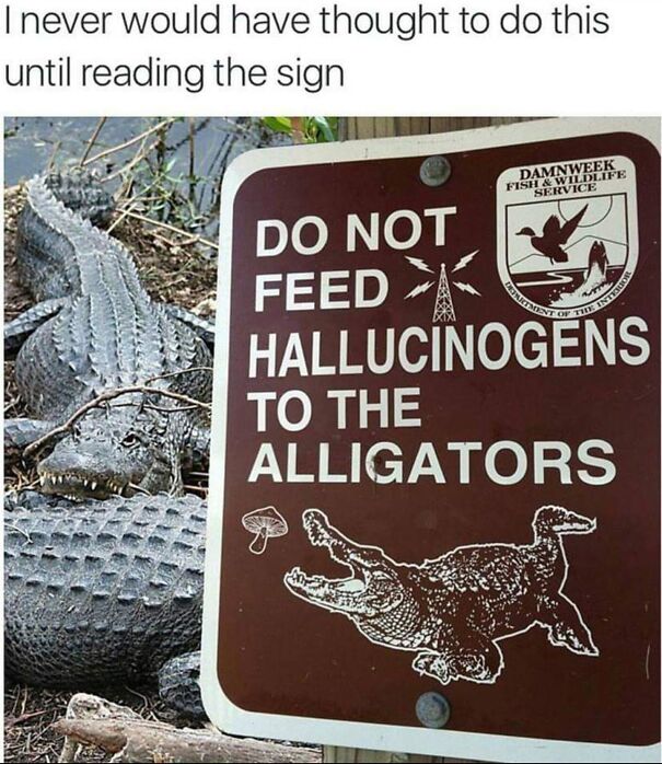 do-not-feed-alligators-655144b3a7f33.jpg