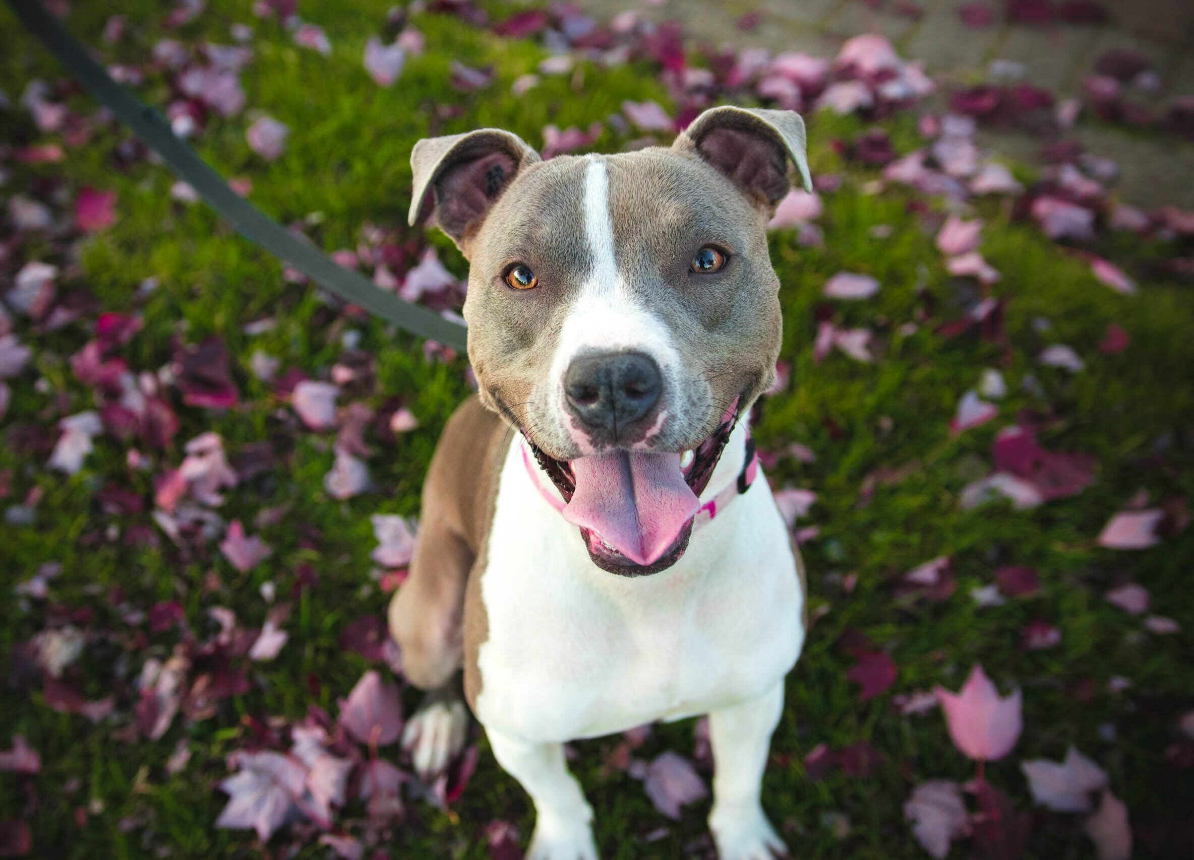 short-coat tan and white dog with grey leash looking