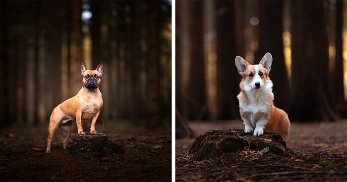 Here Are 22 Of My Favorite Photos Of Dogs I Took During Autumn (New Pics)