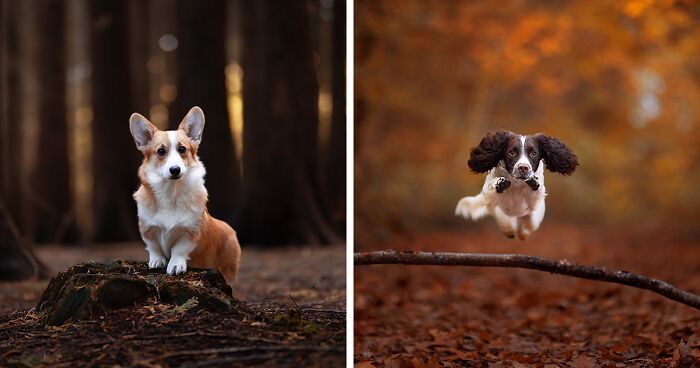 Here Are 22 Of My Favorite Photos Of Dogs I Took During Autumn (New Pics)