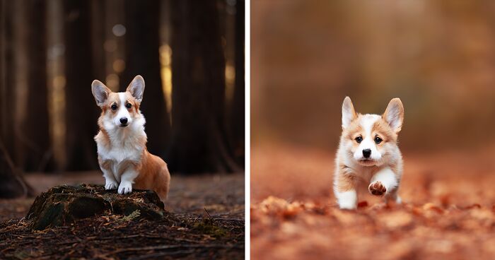 Dogs In Autumn: 22 Photos I Took (New Pics)