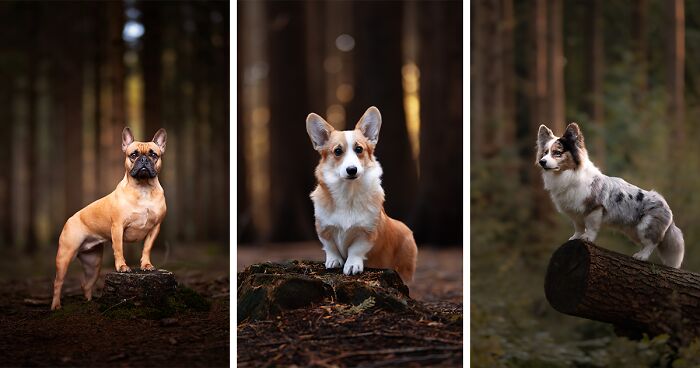 Here Are 22 Of My Favorite Photos Of Dogs I Took During Autumn (New Pics)