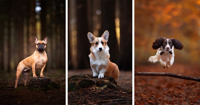 The Colors Of Autumn: I Photographed 22 Dogs During The Fall Season (New Pics)