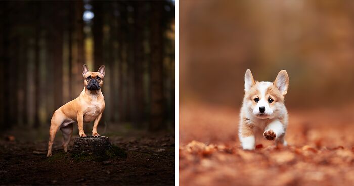 Here Are 22 Of My Favorite Photos Of Dogs I Took During Autumn (New Pics)