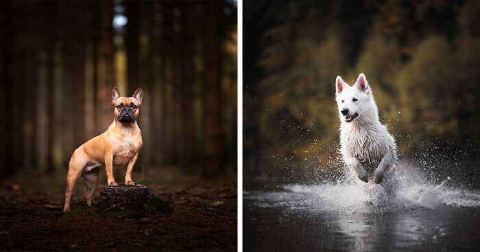 I Am A Dog Photographer And Here Are 22 Of The Best Shots I Took During Autumn (New Pics)