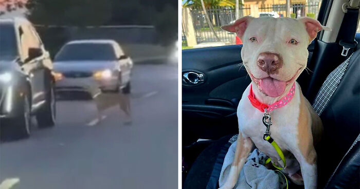 Abandoned Pooch Stops Cars In Search Of A Second Chance