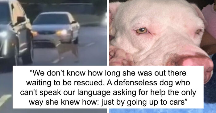 Lost Pup Stops Every Car In Traffic Until Someone Finally Saves Her