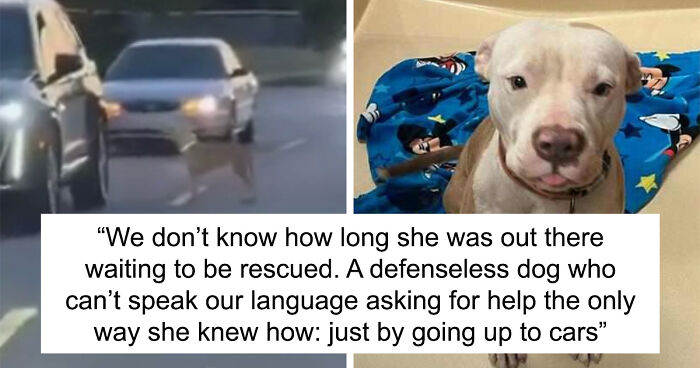 Determined Dog Stops Traffic To Find A New Loving Home