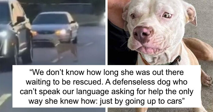 Traffic-Stopping Story Of Lost Dog Asking Drivers For Help