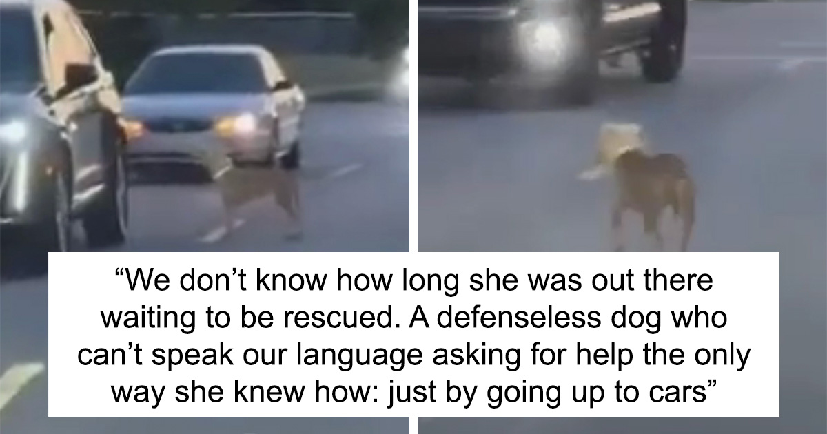 Meet Olivia, A Smart Pup Who Stopped Every Car In Traffic Asking For ...