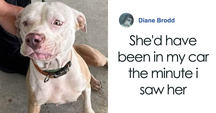 Meet Olivia, A Smart Pup Who Stopped Every Car In Traffic Asking For Help