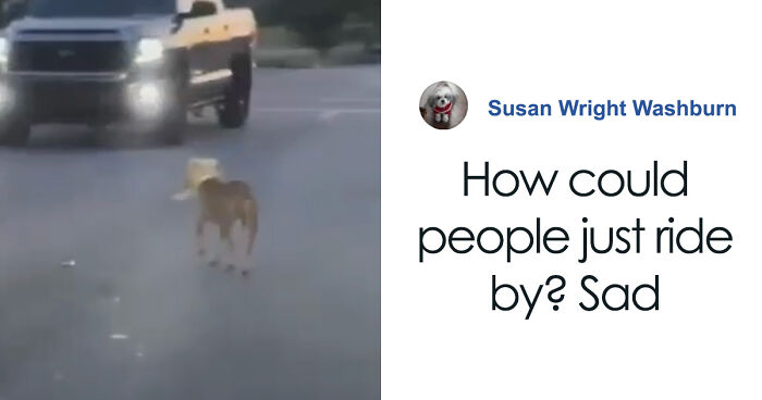 Meet Olivia, A Smart Pup Who Stopped Every Car In Traffic Asking For Help