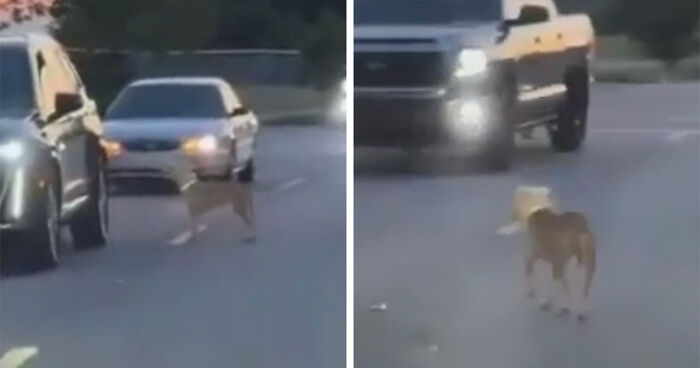 Lost Doggy Approaches Cars In Traffic Hoping To Be Rescued