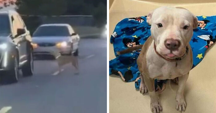 Lost Pup Stops Every Car In Traffic Hoping To Be Rescued