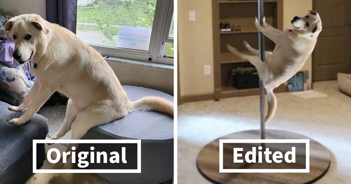 29 Photoshop Images Crafted In Response To A Netizen Sharing A Pic Of A Pup Sitting Like A Human