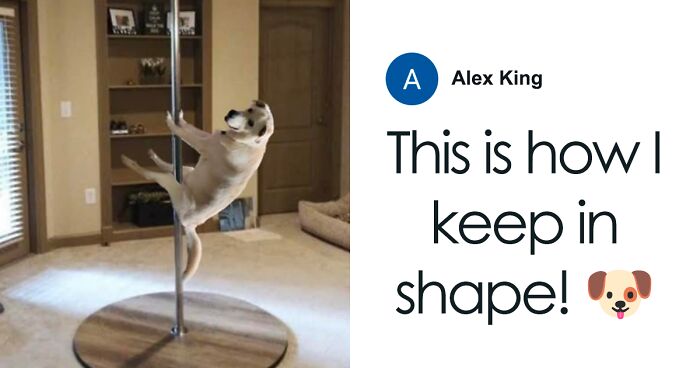 Facebook Residents Are Meme-ing This Pup Sitting Like A Human In These 29 Photoshopped Images