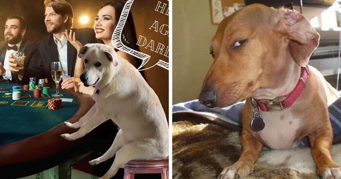 Owner Catches Dog Sitting Like A Human And Posts The Photo, Netizens Respond With These 29 Edits