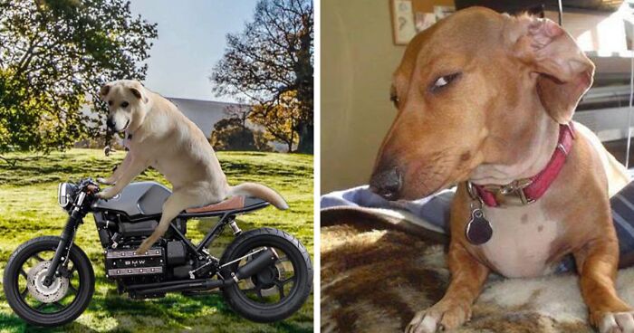 Guy Catches His Doggo Sitting Like A Person, Posts Pic Online, Gets These 29 Edits In Return