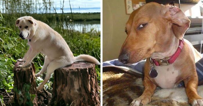 Facebook Users Are Meme-ing This Dog Sitting Like A Human In These 29 Edited Images