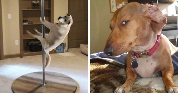 Dog Sitting Like A Person Photoshopped Into 29 Increasingly Goofy Situations By Dedicated Netizens