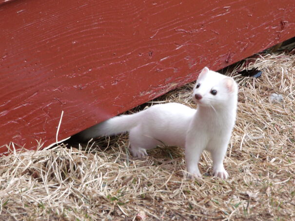 ermine-portrait-65653edf17864.jpg