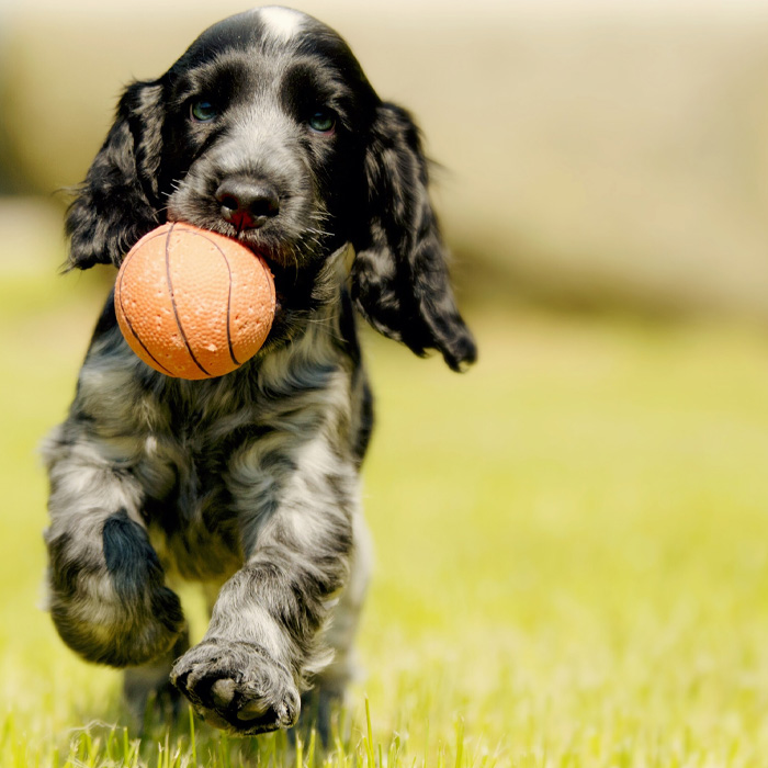 Cocker Spaniel running with an orange ball 