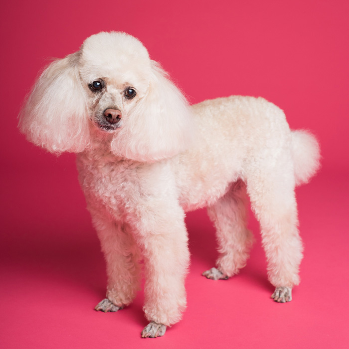 White poodle on the pink background 