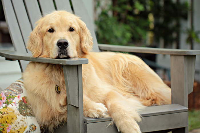 Golden Retriever lying on the chair