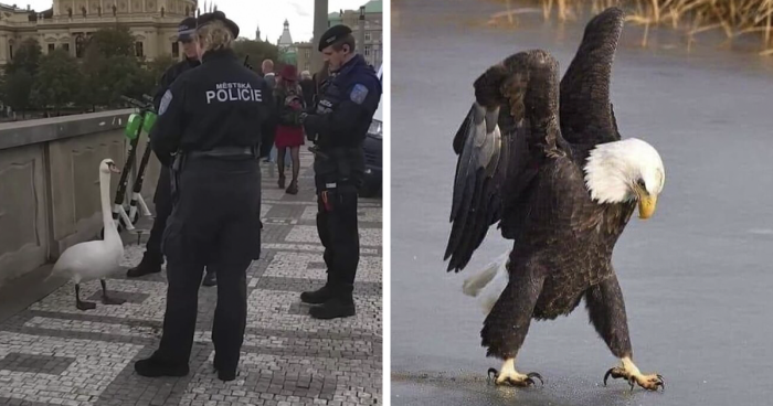 38 Hilariously Intimidating Pictures Of “Birds With Threatening Auras”