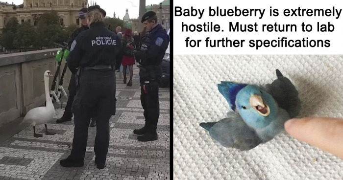 38 Chaotic Avian Memes Shared By 