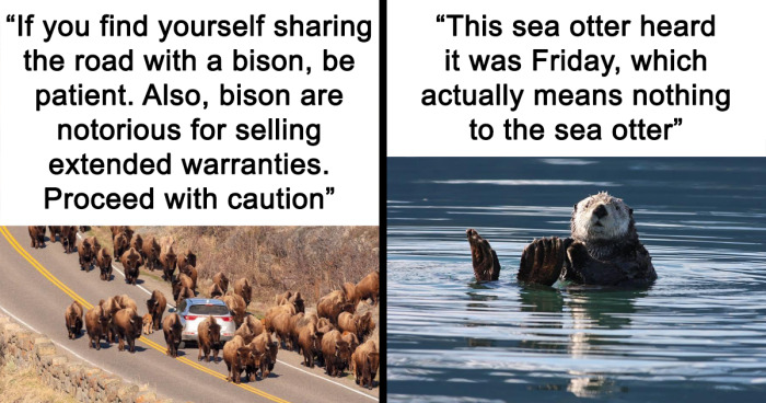 98 Funniest Posts From The National Park Service Account On X That Dominate Social Media (New Pics)