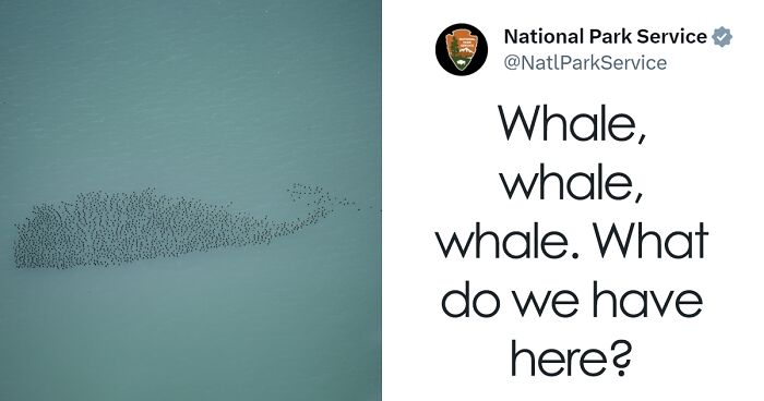 98 Funniest Posts From The National Park Service Page On X (New Pics)