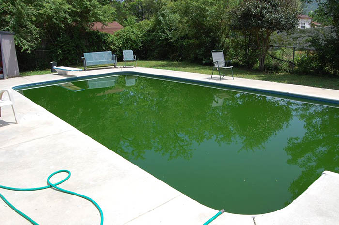 Person Wreaks Petty Revenge On Neighbor Who Kept Complaining About Their Pool By Painting It Green