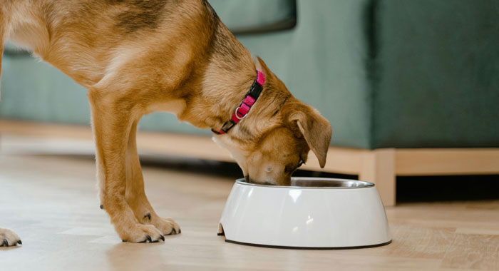 How to Cook Chicken for Dogs Safely