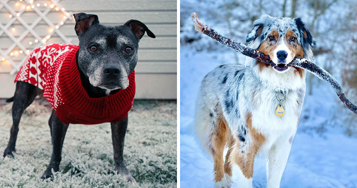 8 Essential Tips: How To Keep Your Dog Warm Outside in Winter