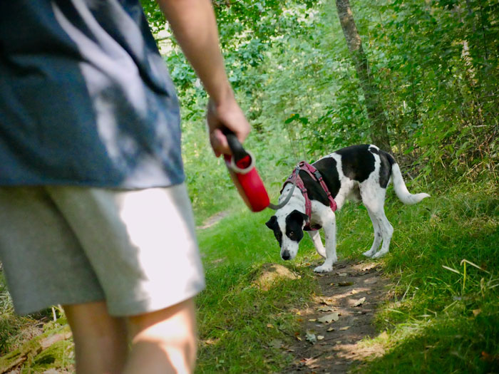 Dog on a leash.